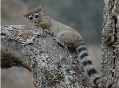 <p><span style="font-family: &quot;Times New Roman&quot;, serif;"><span>Ringtail</span></span></p>