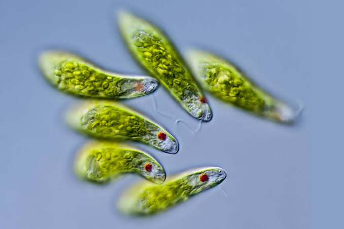 <p>Euglena, a freshwater algae, is a mixotrophic protist. </p>