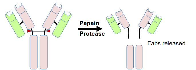 <p>Cleaves at the hinge region above the disulfide bond connecting the two heavy chains. </p>