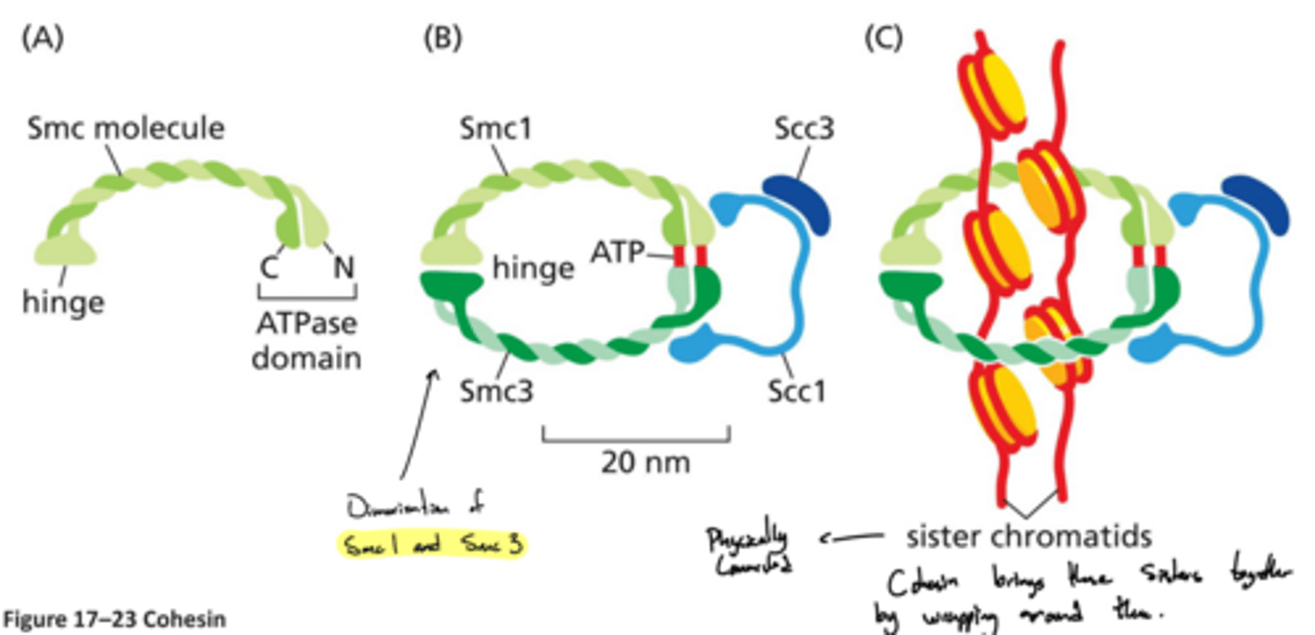 <p>Following DNA replication, how are sister chromatids held together?</p>