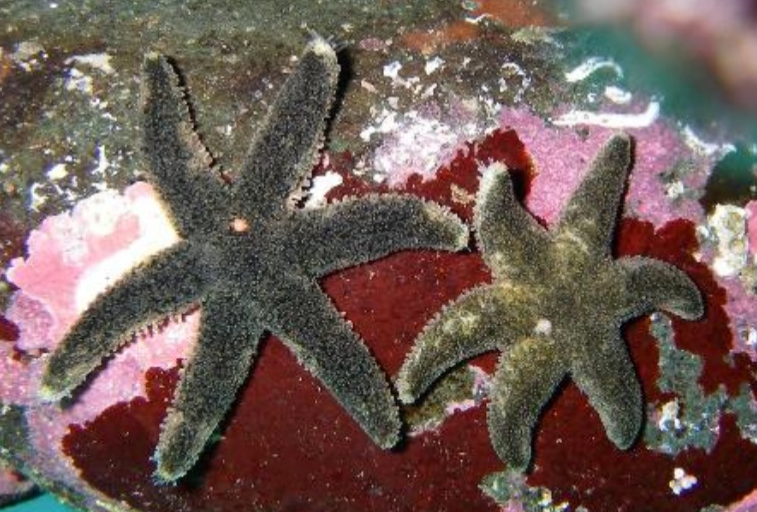 <p>Six-armed Sea Star</p>