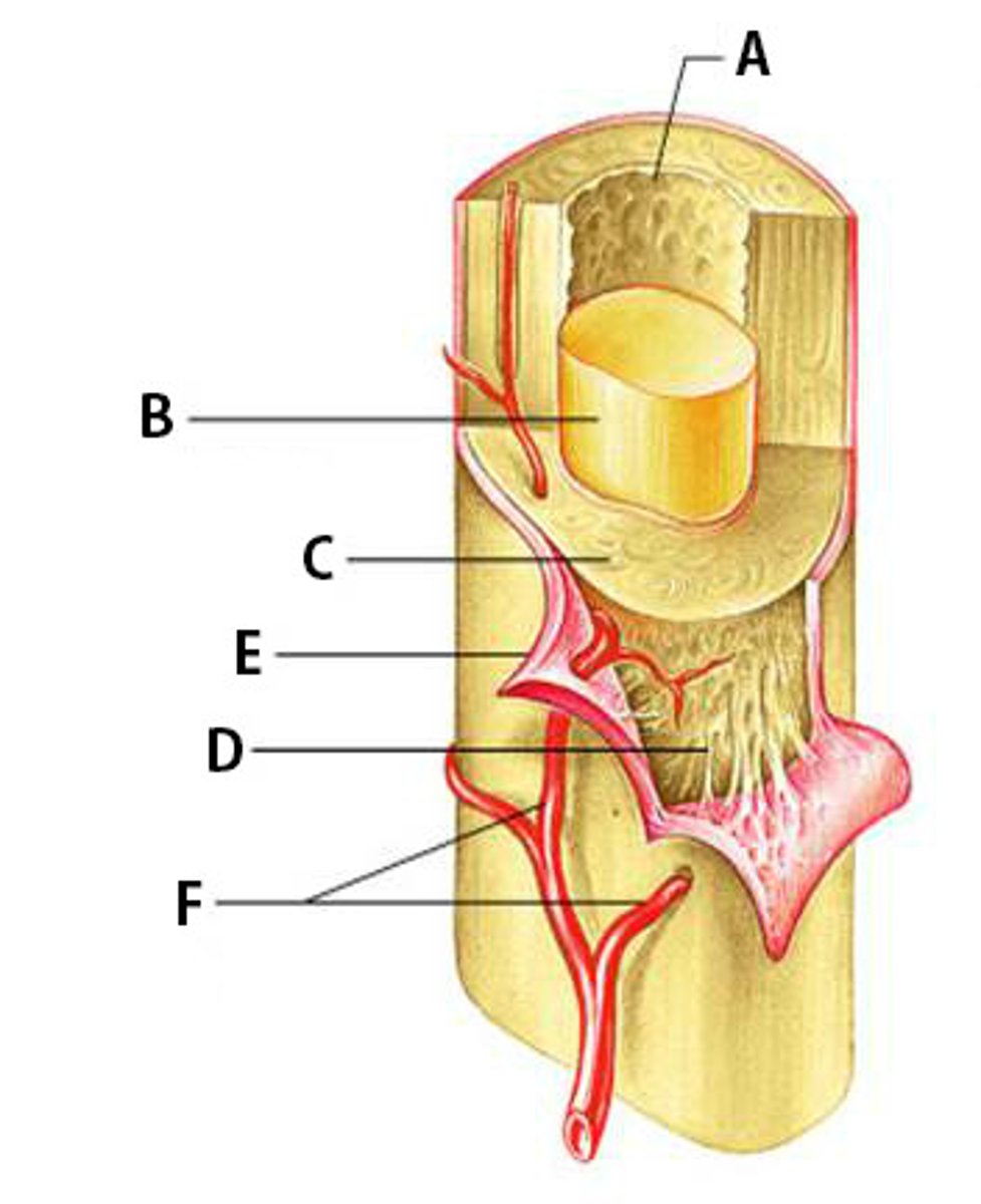 <p>DEFINITION</p><p>White, double-layered membrane that covers external surfaces except joint surfaces; outer fibrous layer of dense irregular connective tissue and Sharpey's fibers secure to bone matrix (anchoring points for tendons and ligaments); inner osteogenic layer abuts bone; contains stem cells (osteogenic cells); many nerve fibers and blood vessels</p>