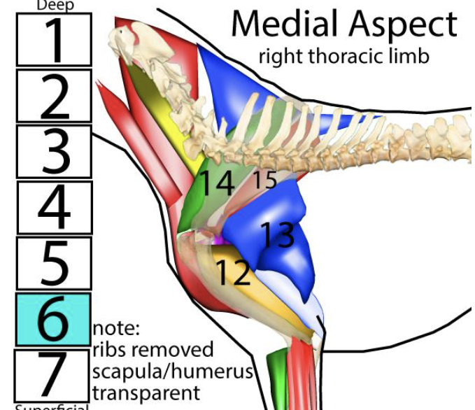 <p><span style="font-size: medium;"><span>Muscles of the r</span><u><span>ight thoracic limb</span></u><span>, </span><strong><em><span>medial </span></em></strong><span>aspect → </span><strong><span>#14</span></strong></span></p>