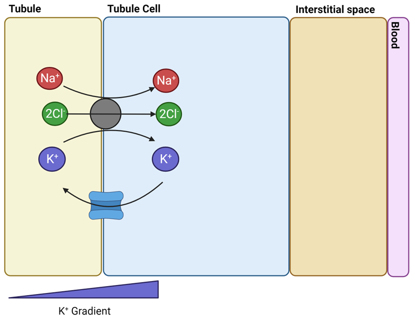 <ul><li><p><span style="font-family: "Gill Sans MT";"><span>Na+ moved from tubules into cells through cotransport with K+ and Cl-</span></span></p></li><li><p><span style="font-family: "Gill Sans MT";"><strong><span>Na-K-Cl cotransporter</span></strong><span> (NKCC)</span></span></p></li><li><p><span style="font-family: "Gill Sans MT";"><span>K+ moves back into tubule via ion channels</span></span></p><ul><li><p><span style="font-family: "Gill Sans MT";"><span>Down concentration gradient</span></span></p></li></ul></li></ul><p></p>