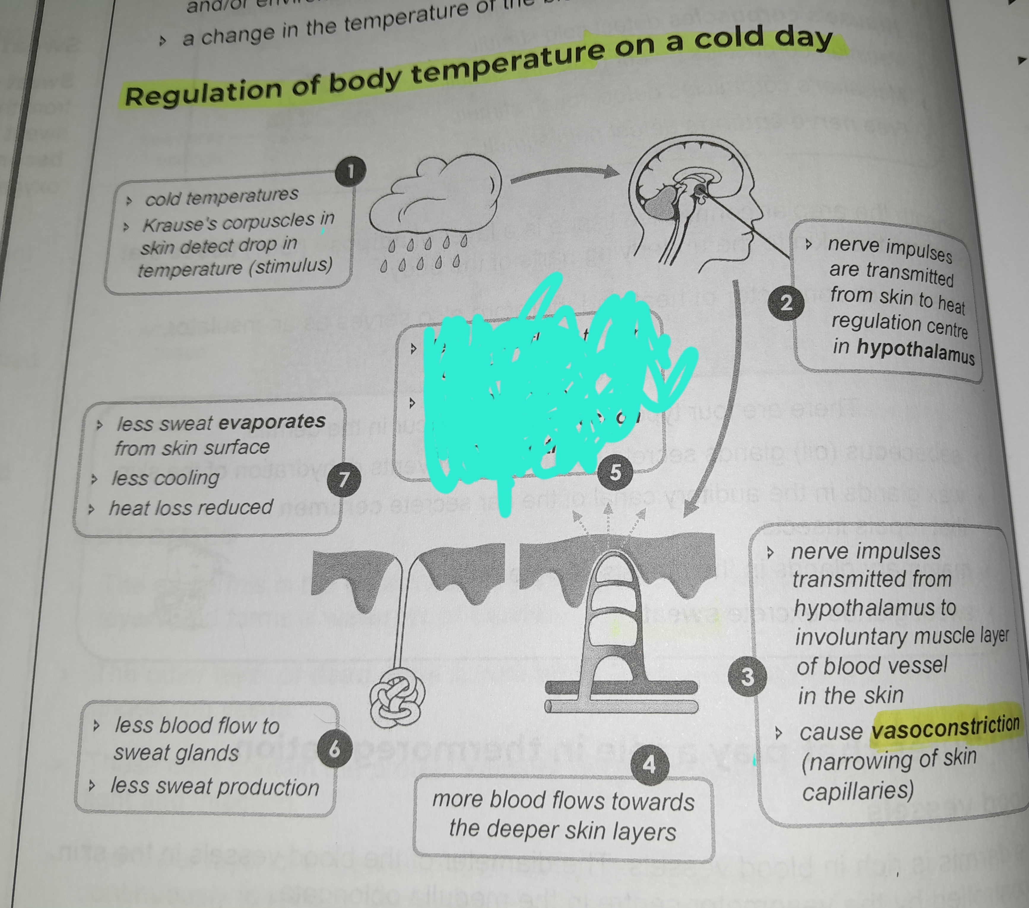 term image
