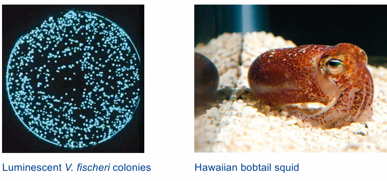 <p>=Hoe bacteriën communiceren, afgifte specifieke signaalmoleculen = auto-inductoren</p><p>Lux-systeem in Vibrio fischeri</p><ul><li><p>Synergie: licht-aanmakende bact en inktvis</p></li><li><p>Bact: groeien op inktvis, hebben opp met eten dat voorbijkomt</p></li><li><p>Inktvis: licht zorgt dat roofdier moeilijk weet waar inktvis zit →bescherming</p></li></ul><p></p>
