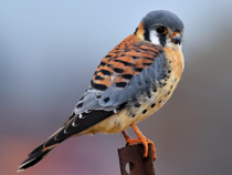 <p><em><span>Falco sparverius</span></em></p>