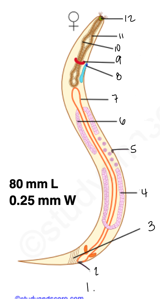 <p>9.</p>