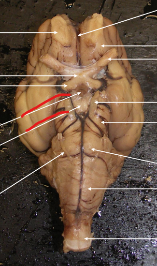 <p>Region?</p>