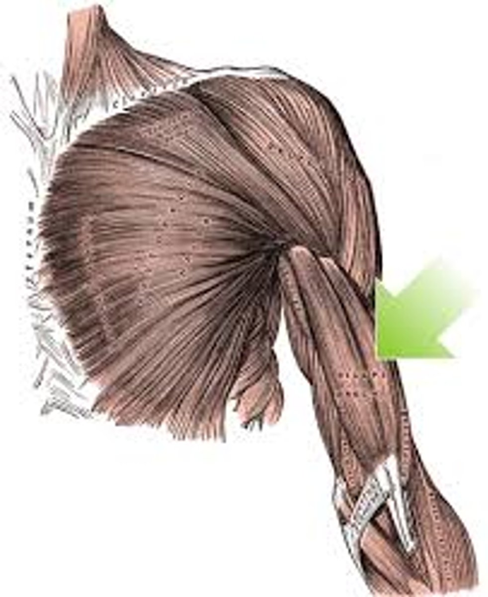 <p>anterior, superficial upper arm muscle, looks like two different muscles but comes together in one tendon at the elbow</p>