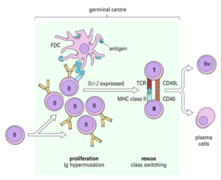 <p> B cells rapidly proliferate and mutate their Ig genes to make the tightest fit possible to antigen</p>
