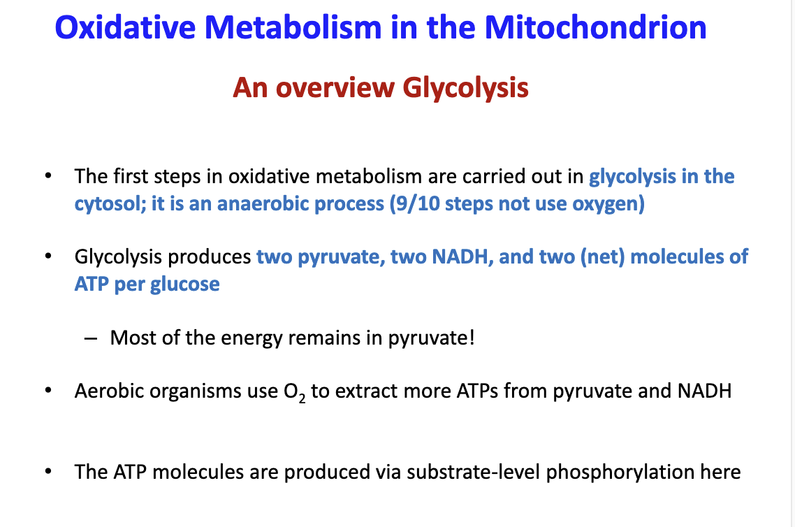 <p>First step occurs in the cytoplasm and doesnt use oxygen (anaerobic). Glycolysis will produce 2 pyruvate, 2 NADH and net 2 ATP per glucose. Most of the energy is in pyruvate. ATP is produced by substrate-level phosphorylation</p>