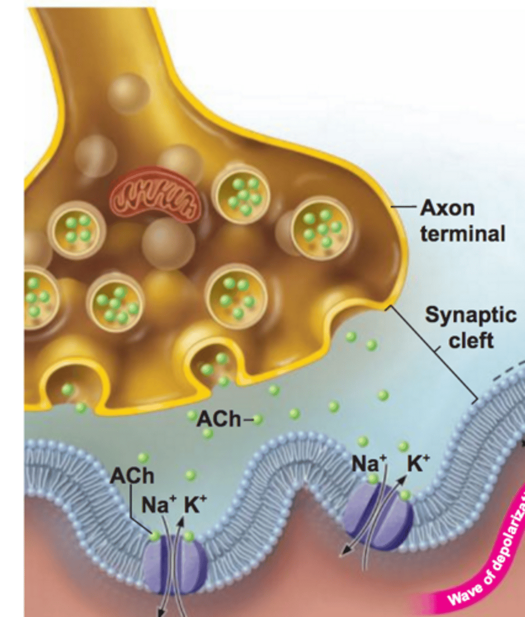 <p>The synapse between a motor neuron and a skeletal muscle cell</p>