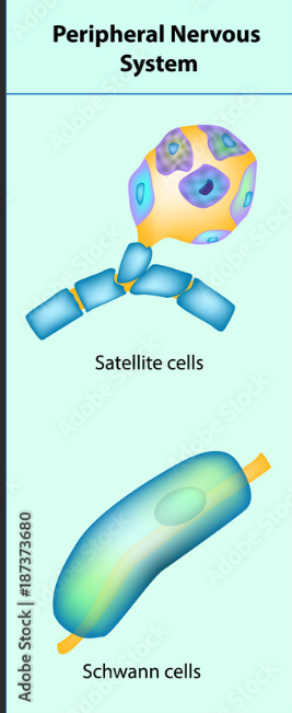 <p>Satellite cells is like the astrocytes of the PNS whereas Schwann cells are the oligodendrocytes of the CNS.</p>
