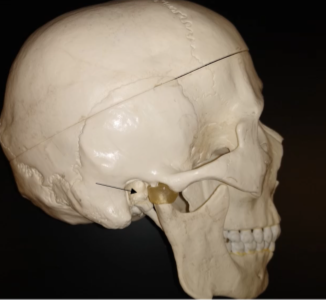 <p>What is this bone?</p>