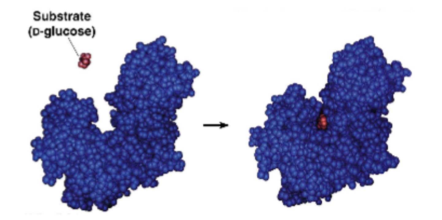 <p>substrate binding can change the active site structure of the enzyme leading to conformational change</p><p>-flexible active site</p>