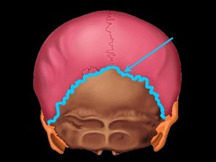 back of the head; n shaped