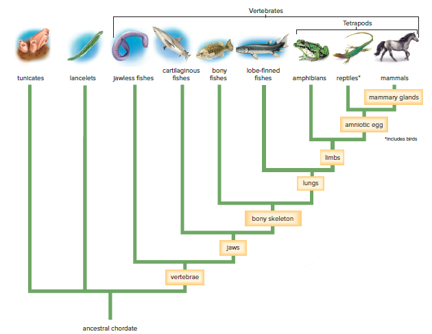 Fig 19.27 Evolutionary tree of the chordates.