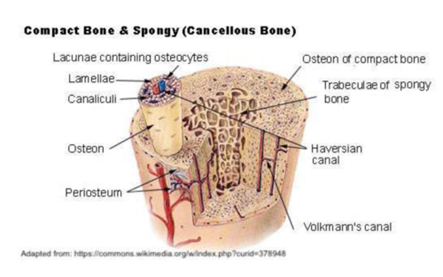 <p>(n) cấu trúc vi mô</p><p>example: The ___ affects the material's strength.</p>