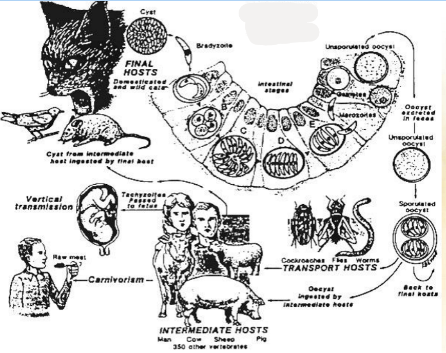 <p>this is the life cycle of?</p>