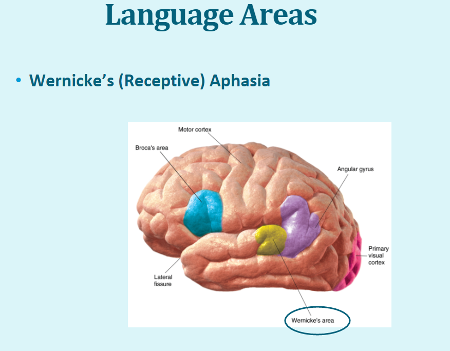 Language Areas (Wernicke's receptive Aphasia.)