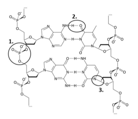 <p>Name the following three, circled bonds in the structure of the DNA </p>