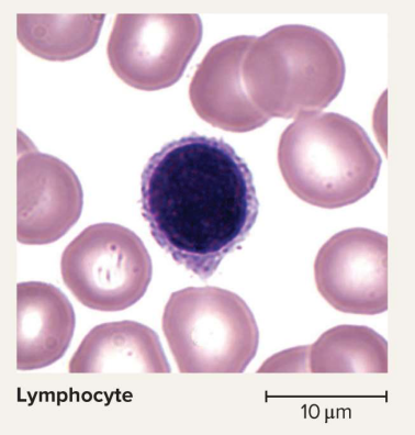 <p>Lymphocytes</p>