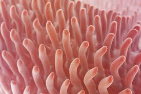 <p>finger-like projections/units of absorption on the folds of the small intestine</p><p>1) has its own blood supply and lymphatic system </p>