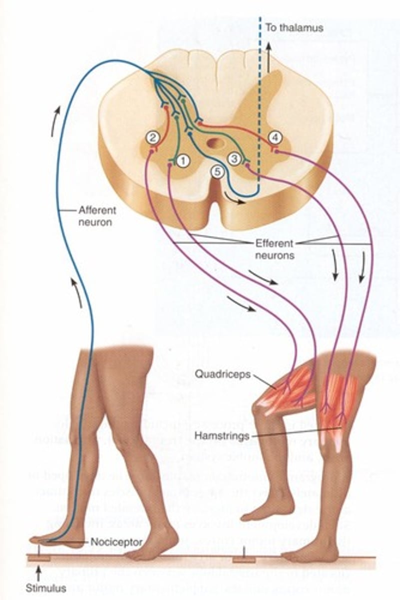 <p>spinal reflex</p><p>excitatory and inhibitory interneuron</p><p>withdraw on stimulated side of body (ipsilateral), extension on opposite side of body (contralateral)</p><p>intersegmental response (both sides of cord)</p><p>same input- both side effected</p>