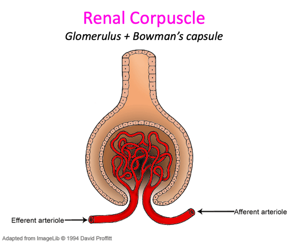 <p><span>•In the renal cortex, an afferent arteriole supplies blood to the renal corpuscle.</span></p><p><span>•This branches into a capillary network – the glomerulus.</span></p><p><span>•The glomerular capillaries eventually unite to form the efferent arteriole.</span></p>