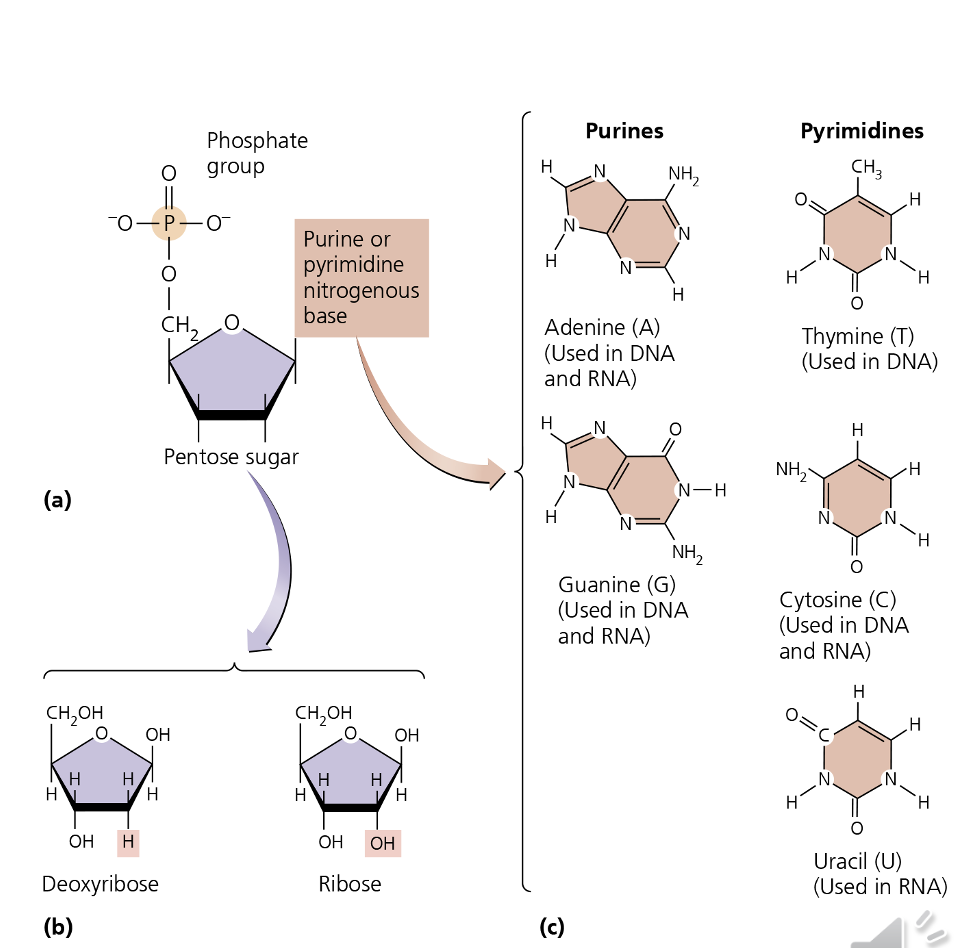 <p>What is the difference between a nucleotide and nucleoside?</p>