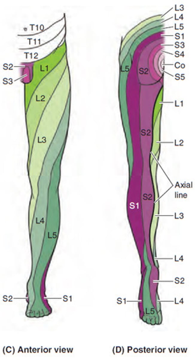 <p>Motor: iliopsoas, quadriceps femoris</p><p>Movement: hip flexion, knee extension</p><p>Reflex:</p><p>Sensory: anteromedial and distal thigh</p>