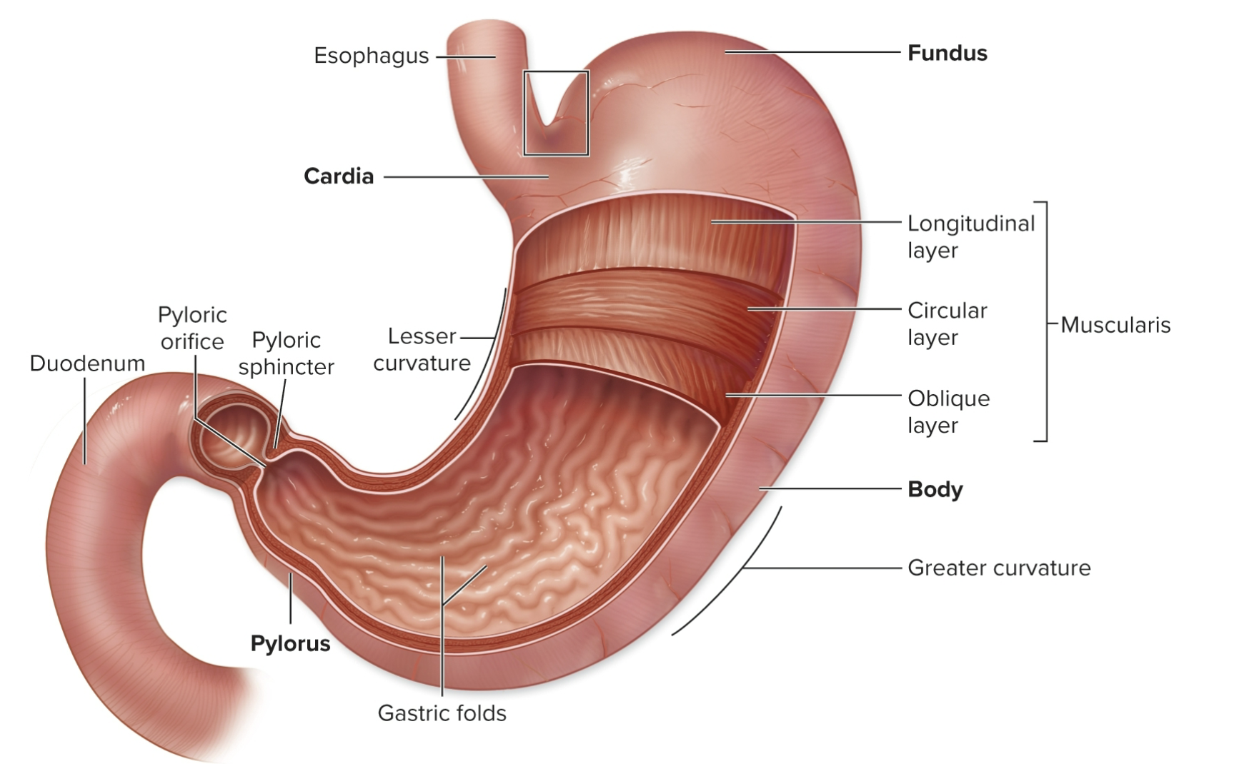 <table style="min-width: 50px;"><colgroup><col style="min-width: 25px;"><col style="min-width: 25px;"></colgroup><tbody><tr><th colspan="1" rowspan="1"><p><strong>Part</strong></p></th><th colspan="1" rowspan="1"><p><strong>Description / Function</strong></p></th></tr></tbody></table><table style="min-width: 50px;"><colgroup><col style="min-width: 25px;"><col style="min-width: 25px;"></colgroup><tbody><tr><td colspan="1" rowspan="1"><p><strong>Greater curvature</strong></p></td><td colspan="1" rowspan="1"><p>Long, outer curve (convex, lower left side).</p></td></tr></tbody></table><table style="min-width: 50px;"><colgroup><col style="min-width: 25px;"><col style="min-width: 25px;"></colgroup><tbody><tr><td colspan="1" rowspan="1"><p><strong>Lesser curvature</strong></p></td><td colspan="1" rowspan="1"><p>Short, inner curve (concave, upper right side).</p></td></tr></tbody></table><table style="min-width: 50px;"><colgroup><col style="min-width: 25px;"><col style="min-width: 25px;"></colgroup><tbody><tr><td colspan="1" rowspan="1"><p><strong>1. Cardia</strong></p></td><td colspan="1" rowspan="1"><p>Entry where the <strong>esophagus</strong> meets the stomach. Has cardiac sphincter to prevent acid reflux.</p></td></tr></tbody></table><table style="min-width: 50px;"><colgroup><col style="min-width: 25px;"><col style="min-width: 25px;"></colgroup><tbody><tr><td colspan="1" rowspan="1"><p><strong>2. Fundus</strong></p></td><td colspan="1" rowspan="1"><p>Extra space.Gases and some food collect here.</p></td></tr></tbody></table><table style="min-width: 50px;"><colgroup><col style="min-width: 25px;"><col style="min-width: 25px;"></colgroup><tbody><tr><td colspan="1" rowspan="1"><p><strong>3. Body</strong></p></td><td colspan="1" rowspan="1"><p><strong>Largest</strong> section; main area for mixing food with gastric juices.</p></td></tr></tbody></table><table style="min-width: 50px;"><colgroup><col style="min-width: 25px;"><col style="min-width: 25px;"></colgroup><tbody><tr><td colspan="1" rowspan="1"><p><strong>4. Pylorus</strong></p></td><td colspan="1" rowspan="1"><p>Funnel-shaped end leading to small intestine (duodenum). Controlled by <strong>pyloric sphincter</strong> to regulate food release.</p></td></tr></tbody></table><p></p>