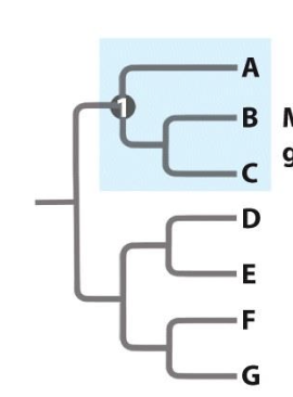 <p>composed of an ancestor and all it’s descendants.</p>