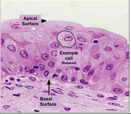 <p>Lining of our bladder&nbsp;</p>