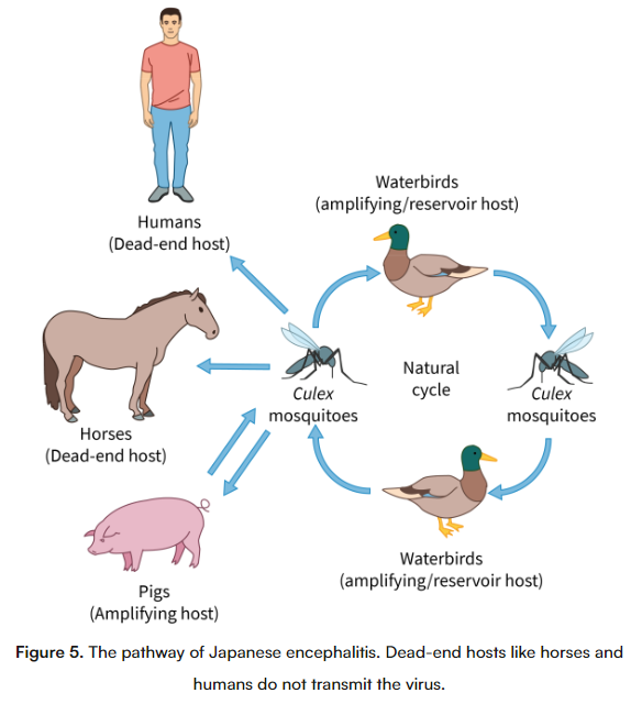 HL Biology C3.2 Defence Against Disease Flashcards Knowt
