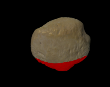 <p>De punt aan de distale zijde</p>