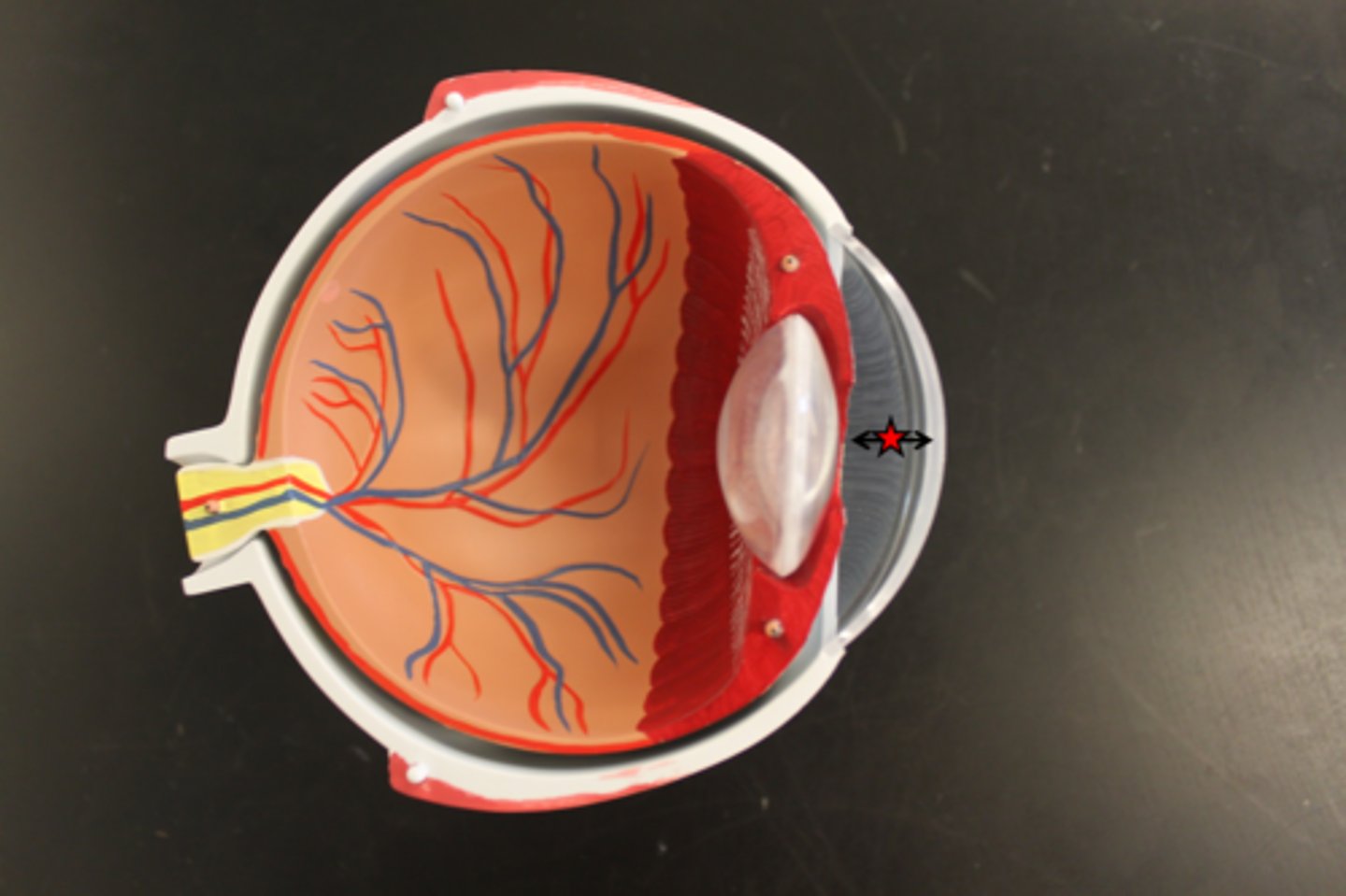 <p>Identify the chamber</p>
