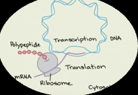 <p>Rho dependent termination- Rho protein travels along the mRNA and interacts with RNA polymerase terminating transcription</p>