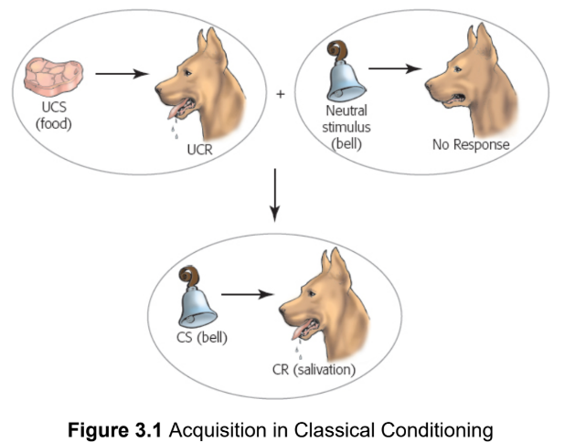 <p>type of associative learning that takes advantage of biological, instinctual responses to create associations between two unrelated stimuli</p><p>Ivan Pavlov</p>