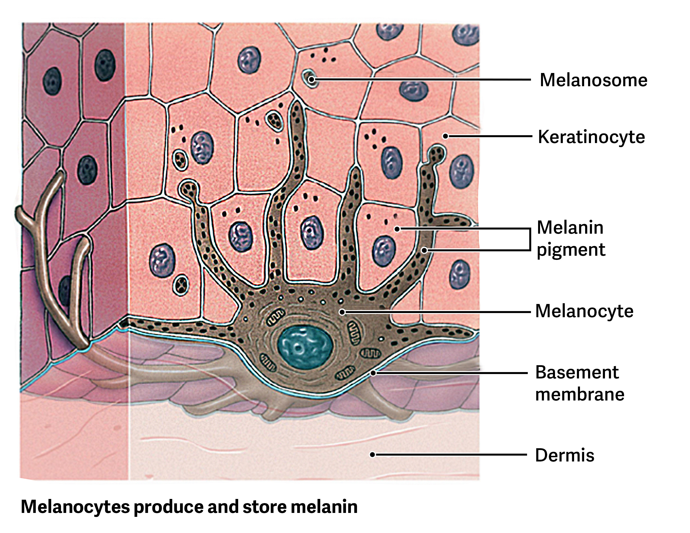 <p>Melanin, which gives skin its color and protects against UV radiation.</p>