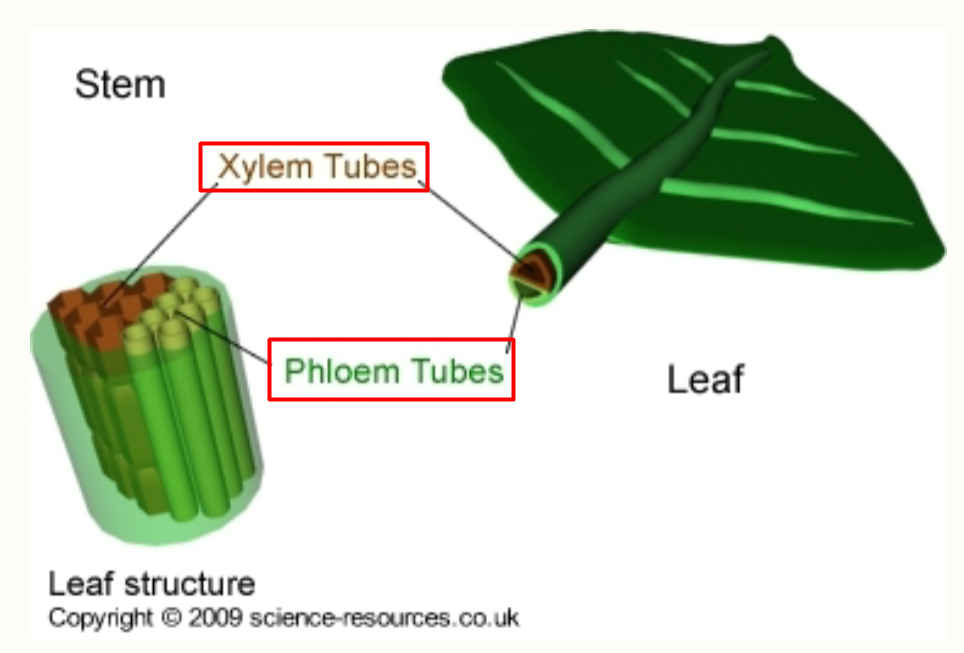 <p>Leaves: Vascular Tissue</p>