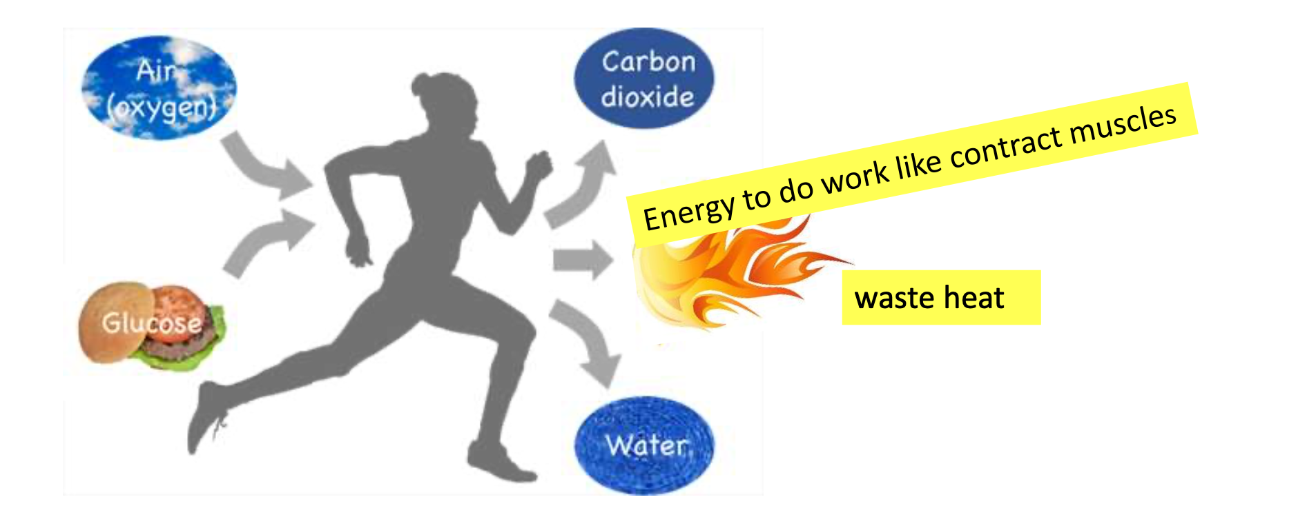 <p>Wasted energy gives off ……. that is why you are warm.</p>