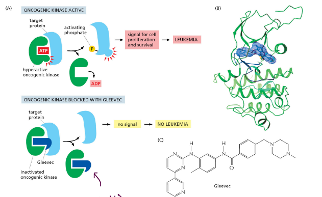 <p>Blocks Bcr-Abl kinase activity</p>