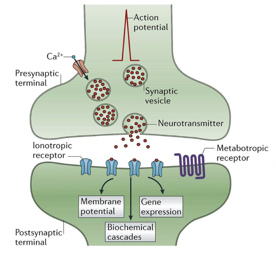 <p>-transmission de l’influx nerveux par un neurotransmetteur</p><p>-propagation du signal dans <u>1 seule direction</u></p>