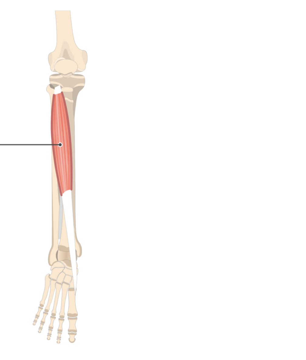 <p></p><p>origin: lateral condyle of tibia</p><p>insertion: metatarsal I</p>