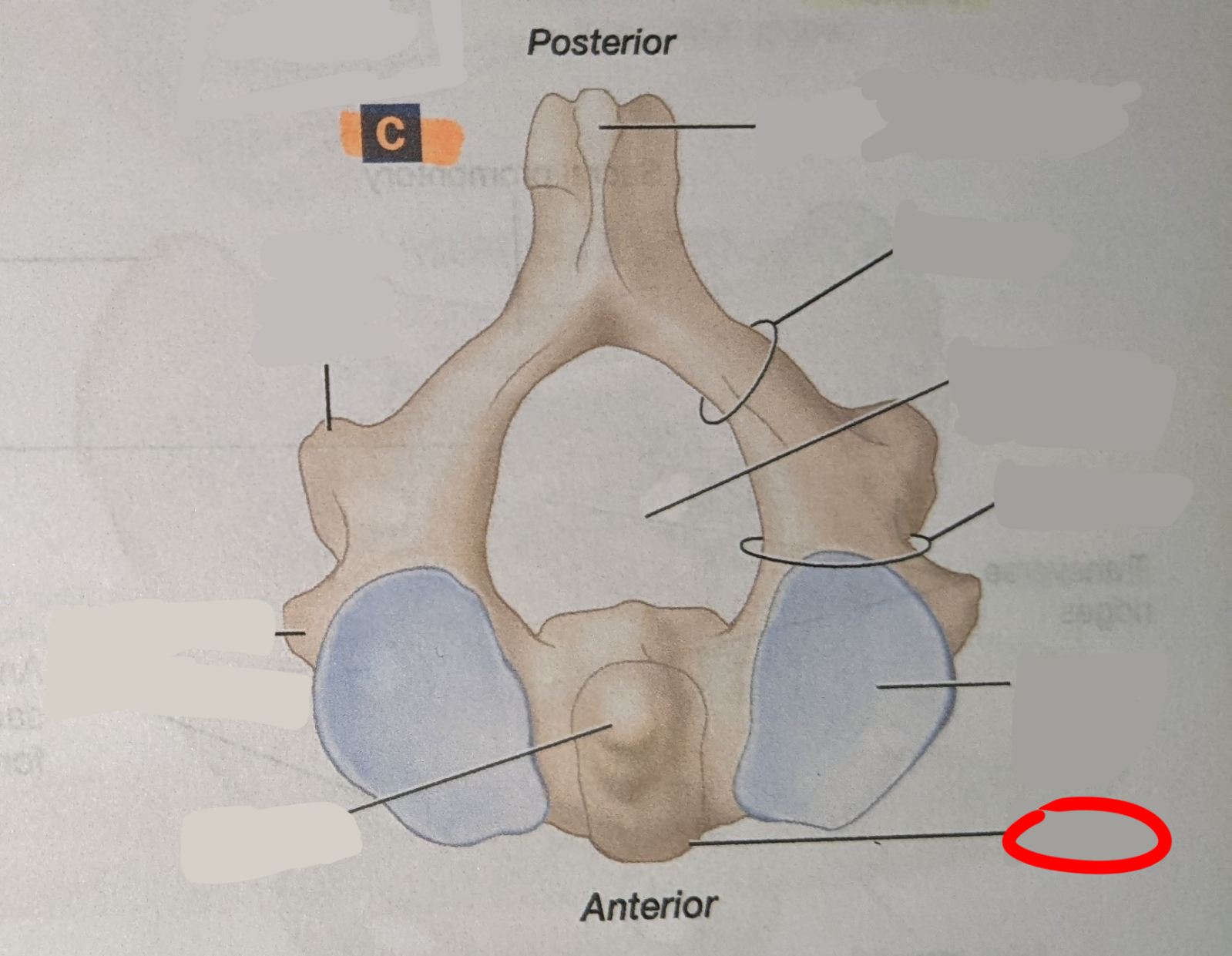 knowt flashcard image