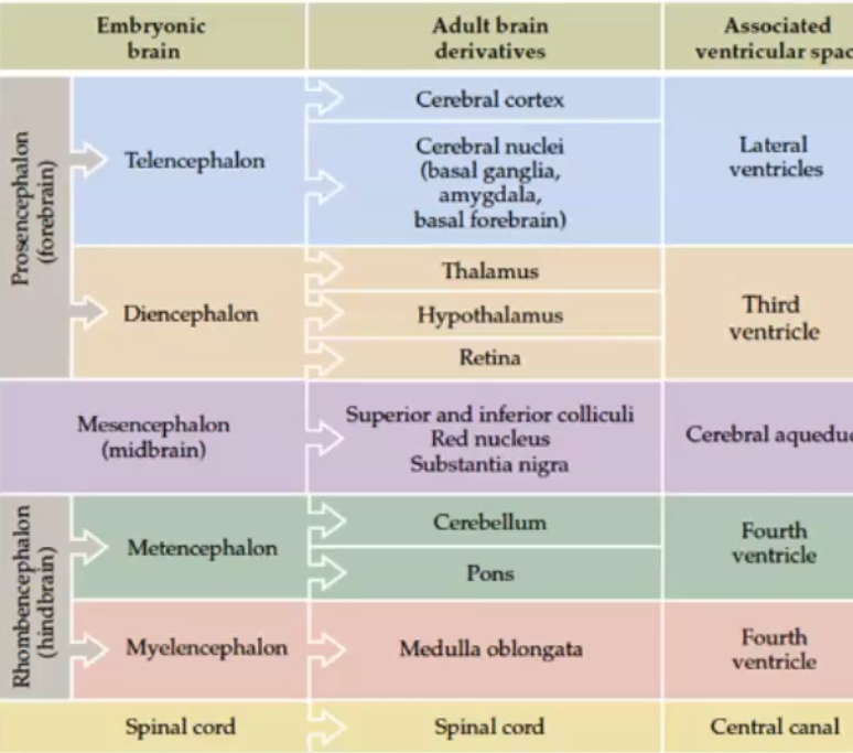 <p>part of embryonic brain in the prosencephalon (forebrain)<br><br>creates cerebral cortex  &amp; cerebral nuclei (amygdala, basal ganglia, basal forebrain)<br><br>associated ventricle: lateral</p>