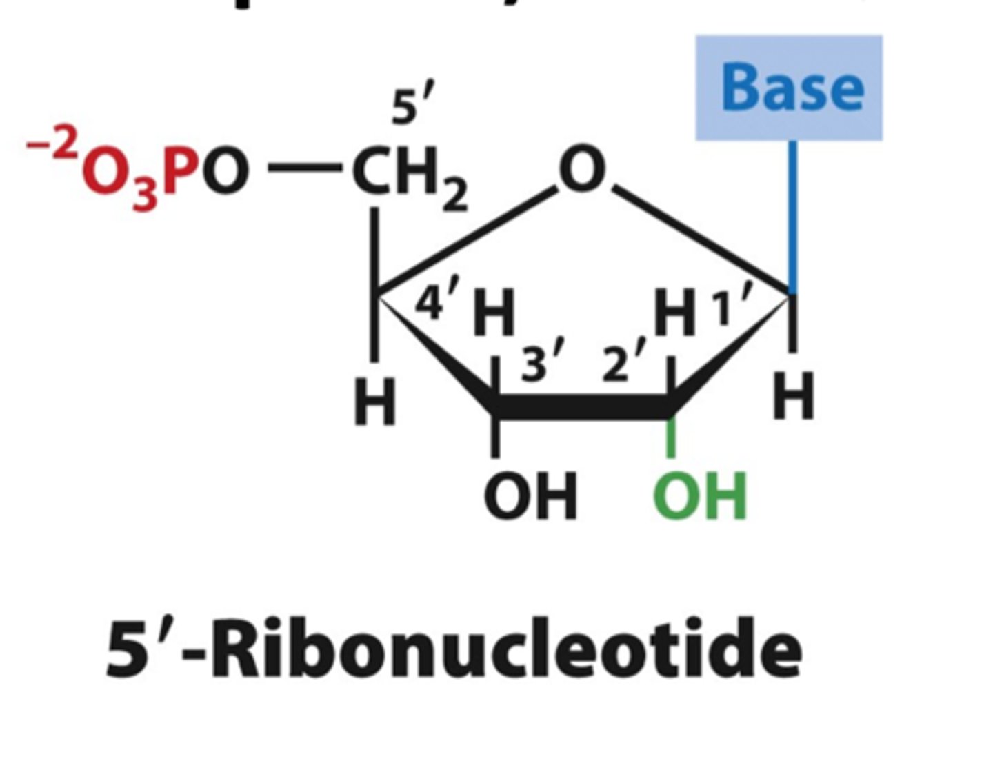 <p>Nucleotides containing ribose sugar (RNA monomer)</p>