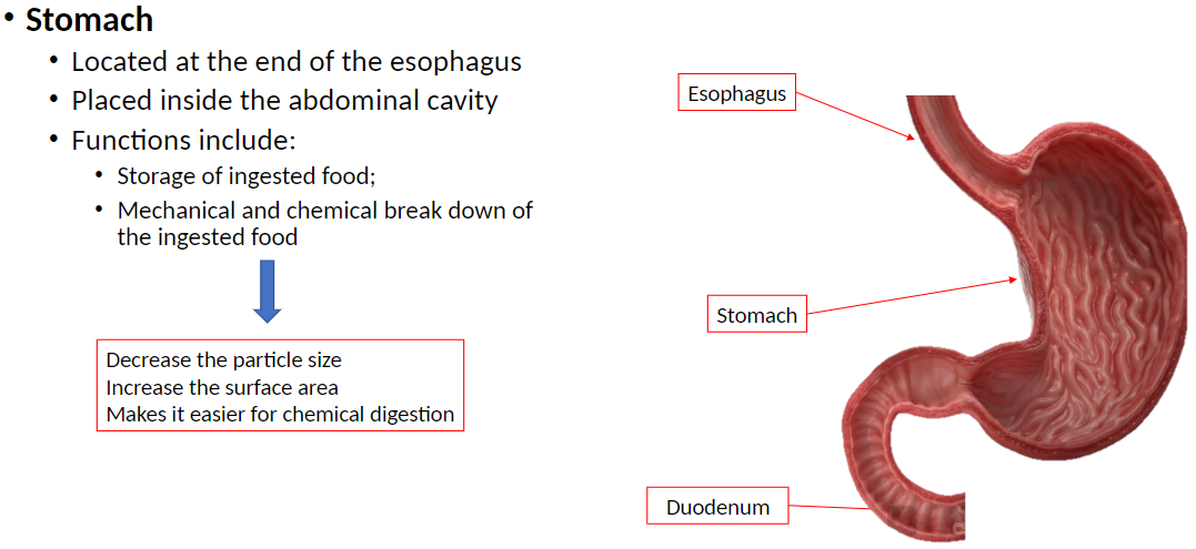 <p><strong>Stomach</strong>: Located at the end of the esophagus<br> Placed inside the abdominal cavity</p><p><strong>Functions of the Stomach</strong>:<br> Storage of ingested food<br> Mechanical and chemical breakdown of food<br>  Decreases particle size<br>  Increases surface area for enzymes<br>  Makes chemical digestion easier</p>
